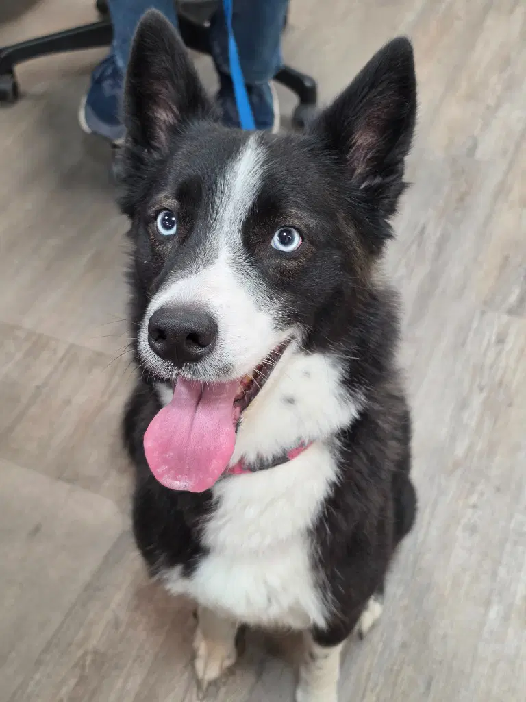 Akoya - Border Collie