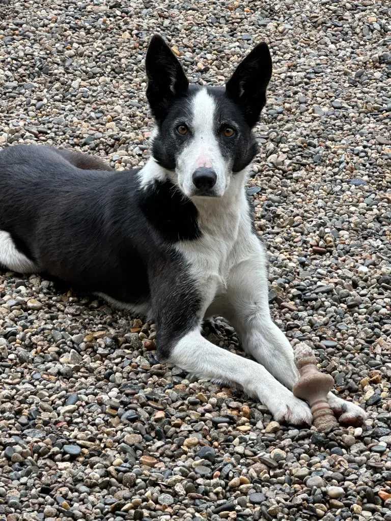 Skipper - Border Collie