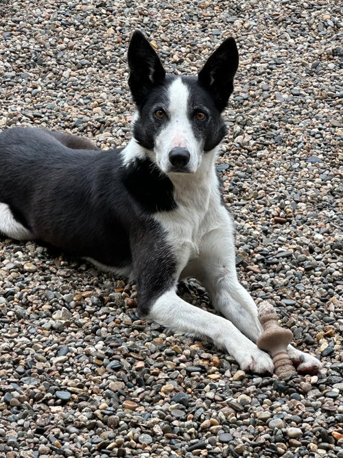 Skipper