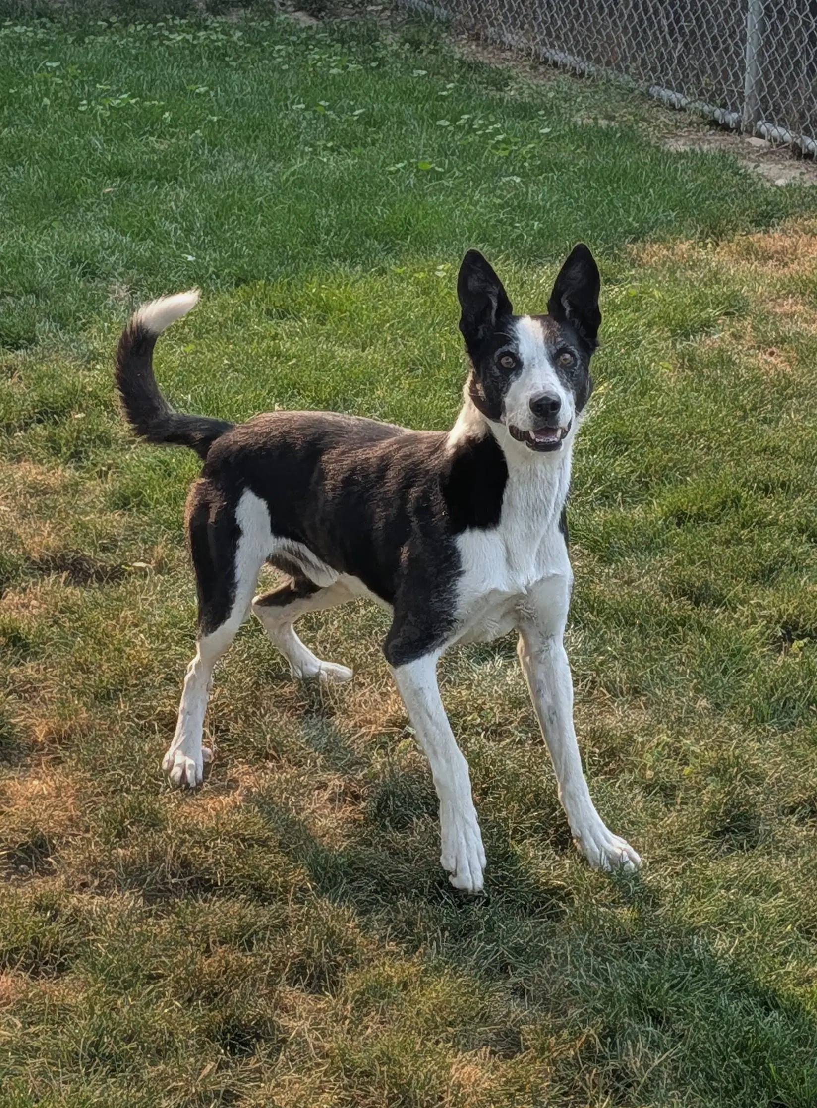 Skipper image 3