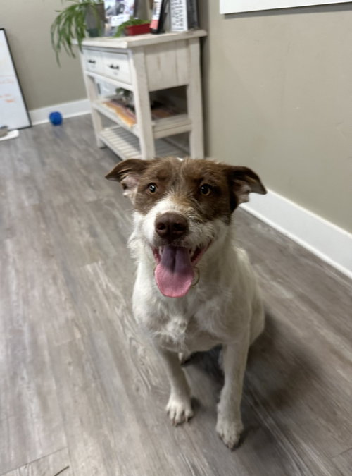 Georgie