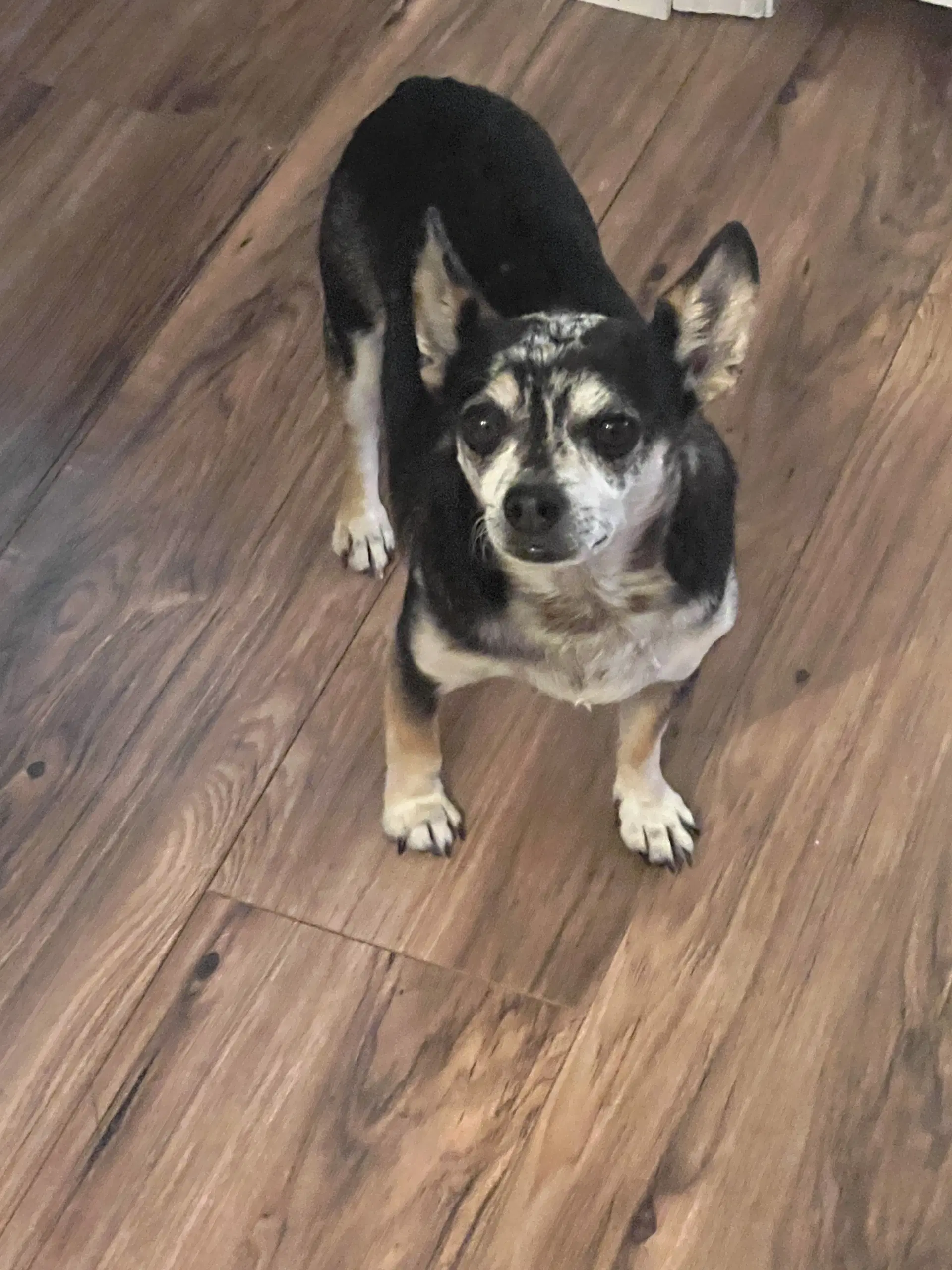 Rueben - Chihuahua