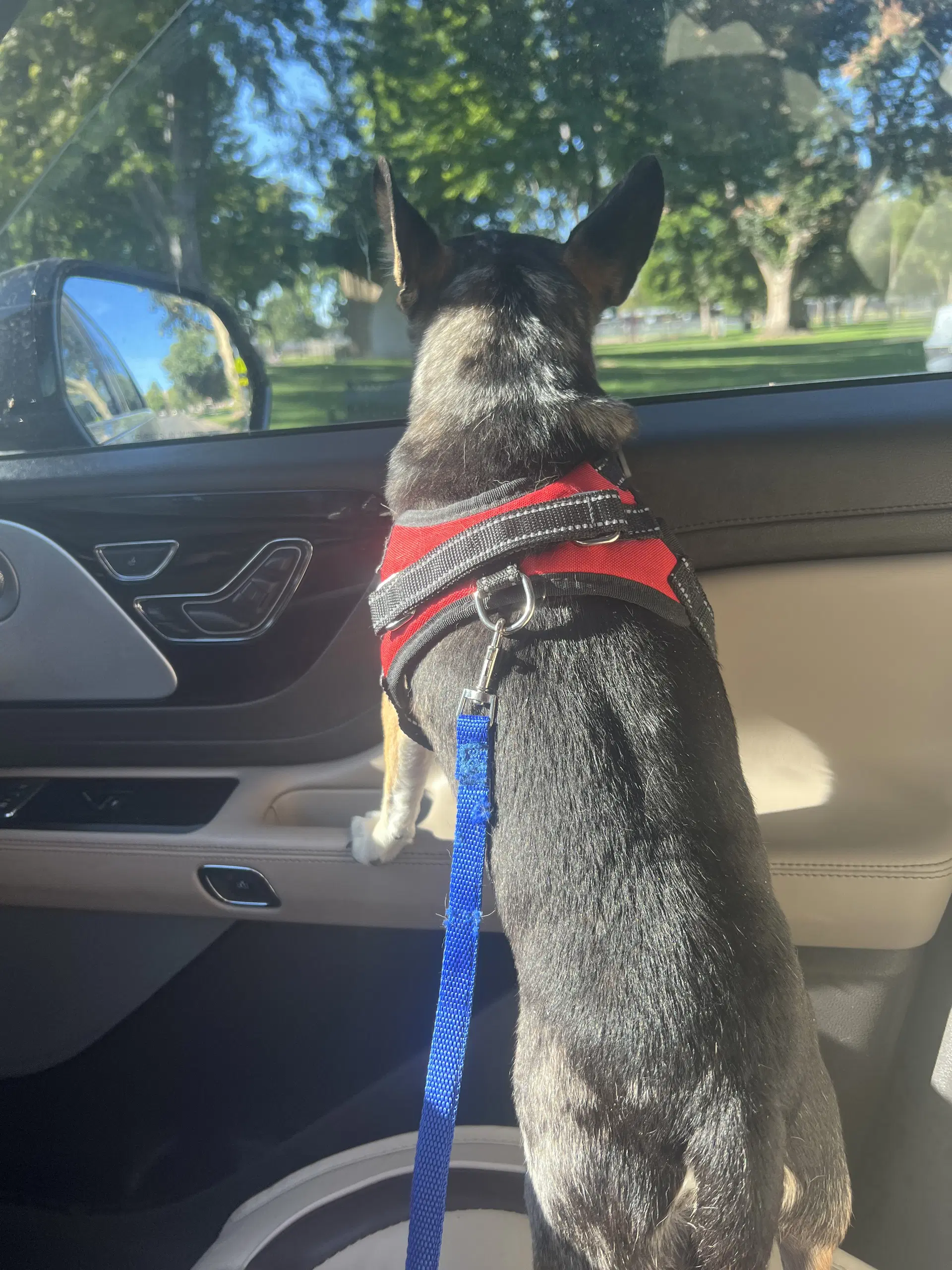 Adoption Pending - Rueben - Chihuahua