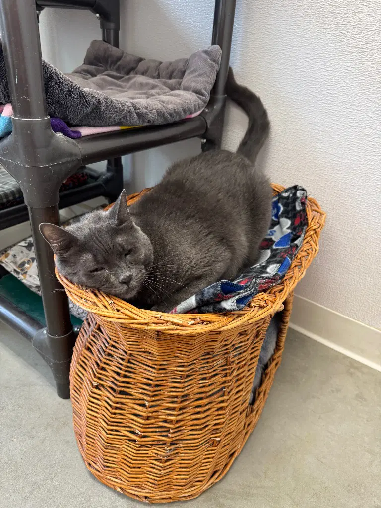 Colt - Domestic Short Hair