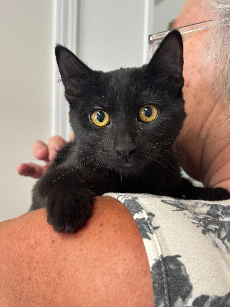 Kitten - Leyla - Domestic Short Hair