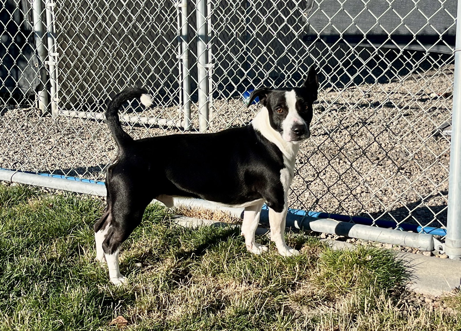 Adoption Pending - Ringo, Mixed Breed