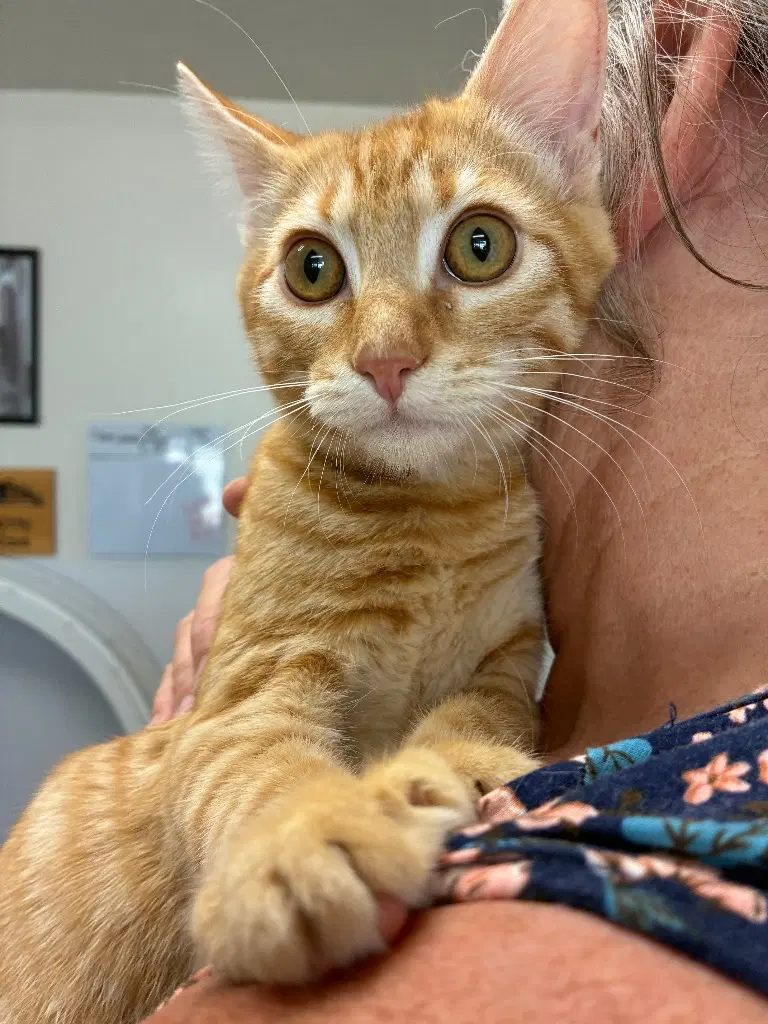 Kitten - Cobalt - Domestic Short Hair