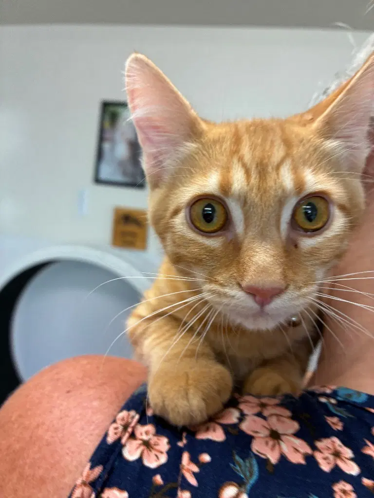 Kitten - Copper - Domestic Short Hair
