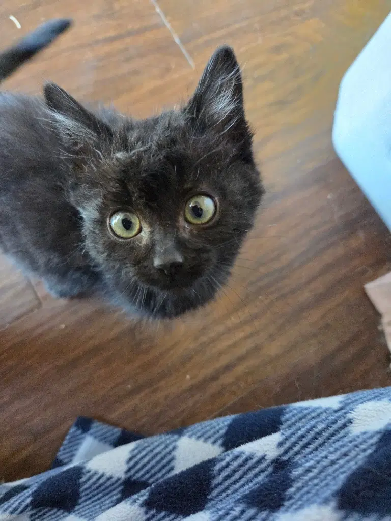 Kitten - Ernie - Domestic Long Hair
