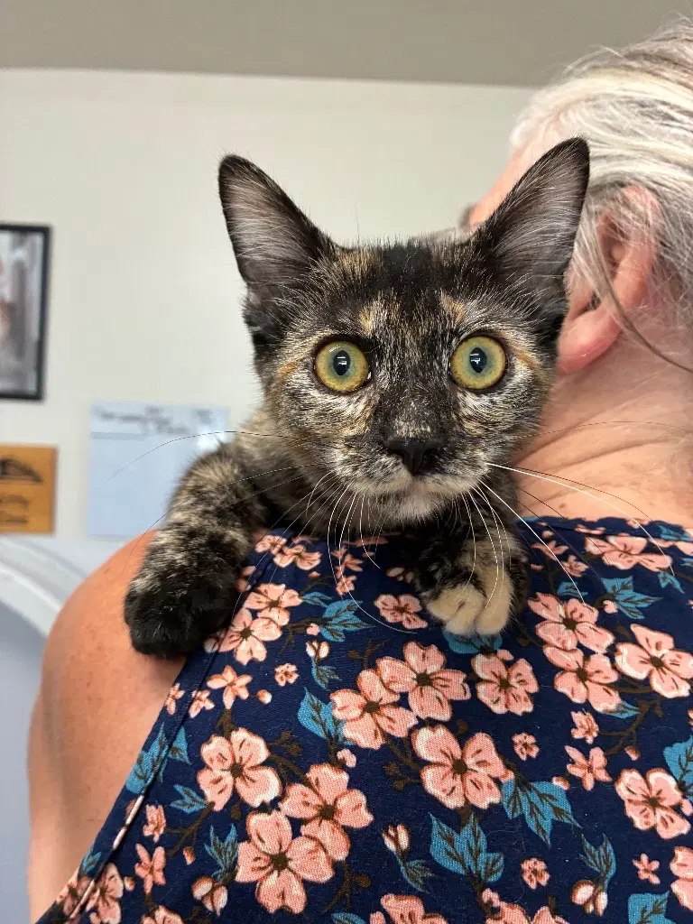 Kitten - Rose - Domestic Short Hair