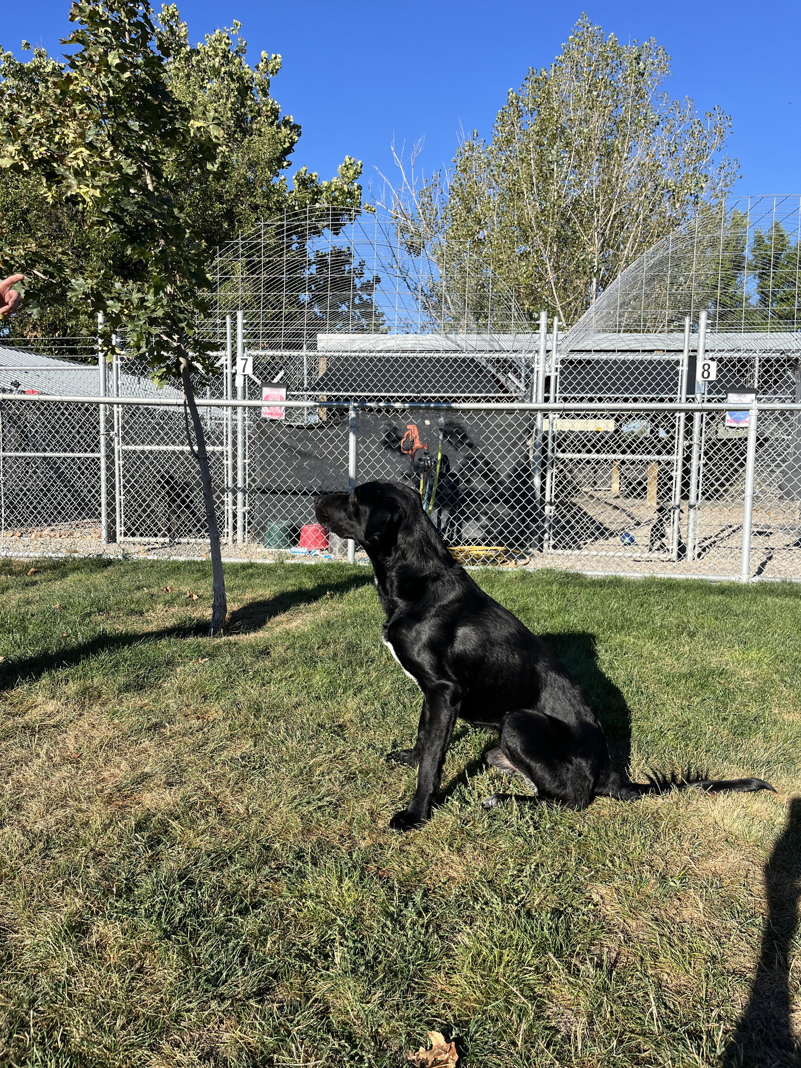 Chuck, Mixed Breed