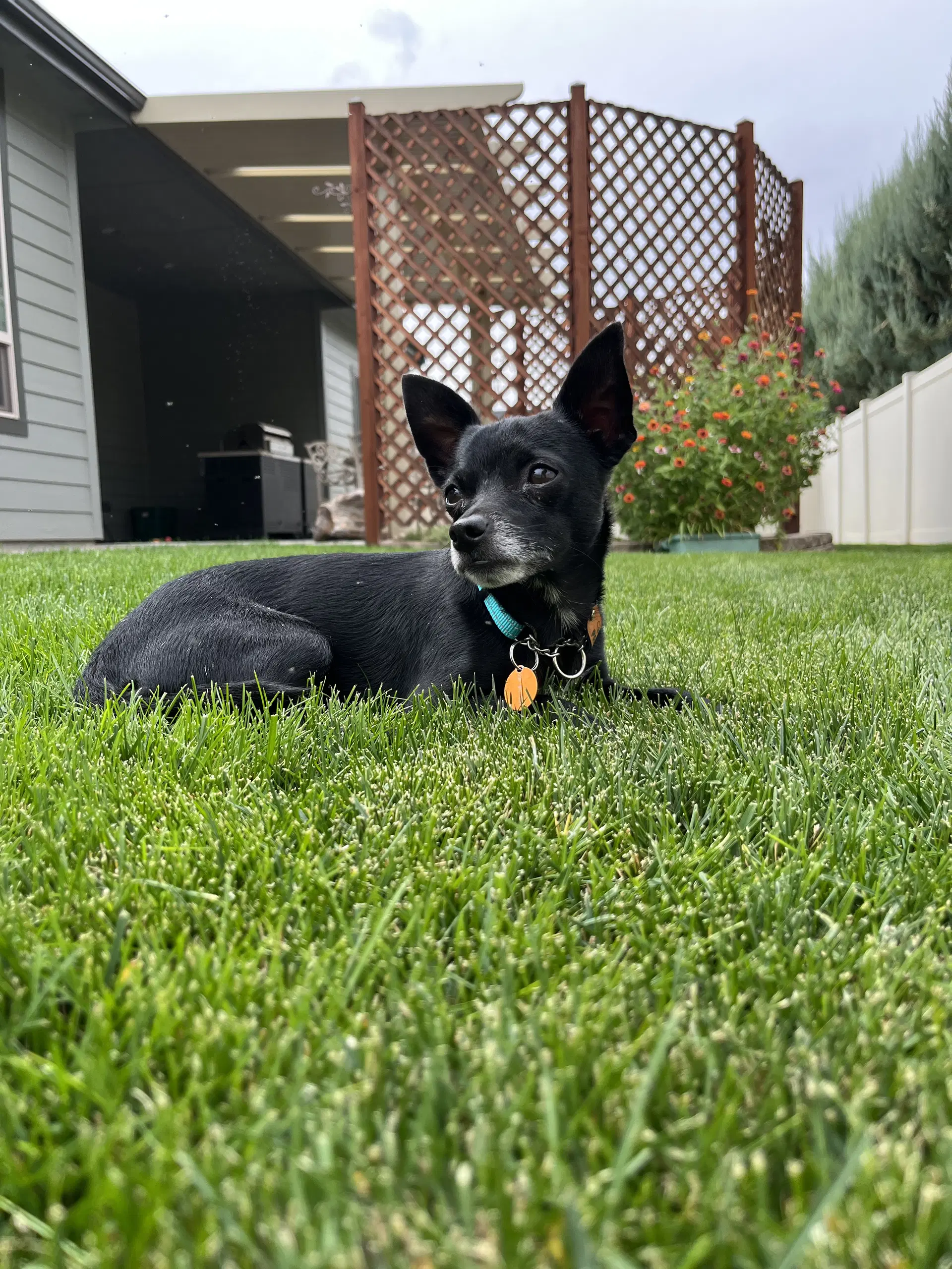 Chong - Chihuahua