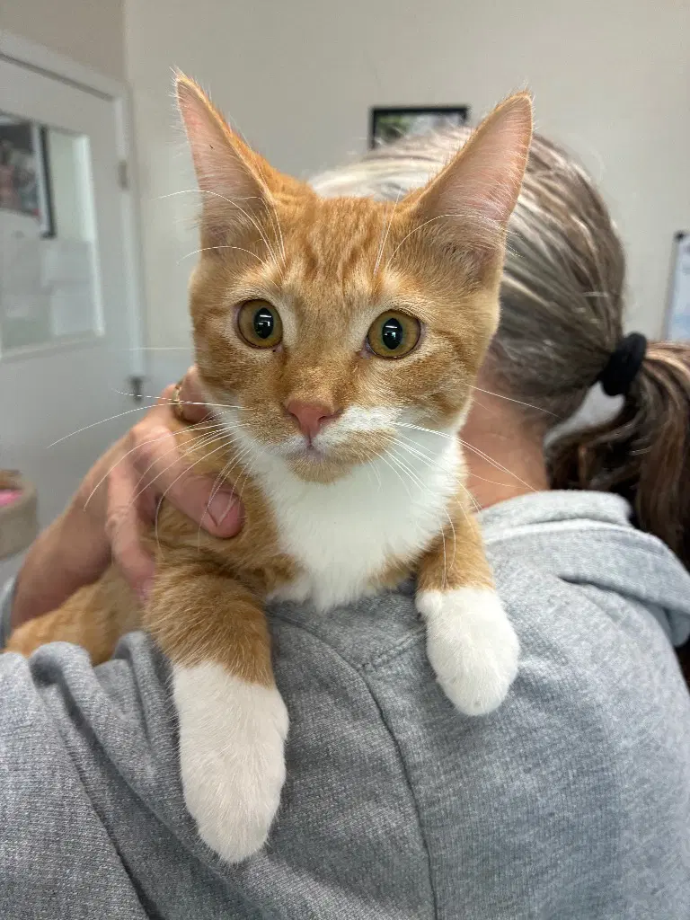 Kitten - Poppy - Domestic Short Hair