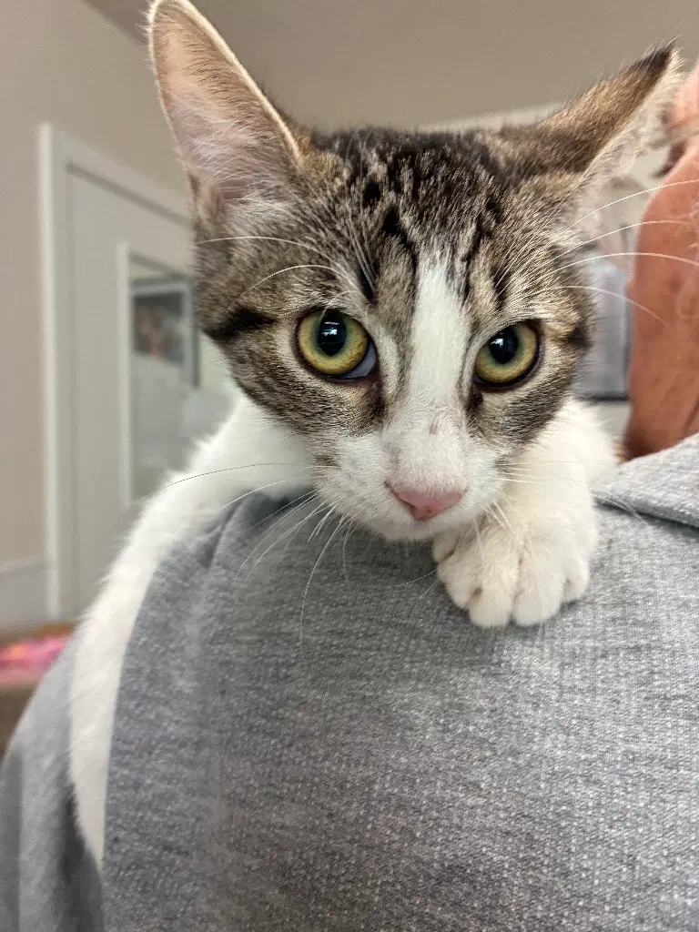 Kitten - Wheezy - Domestic Short Hair