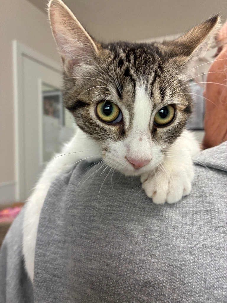 Kitten - Wheezy