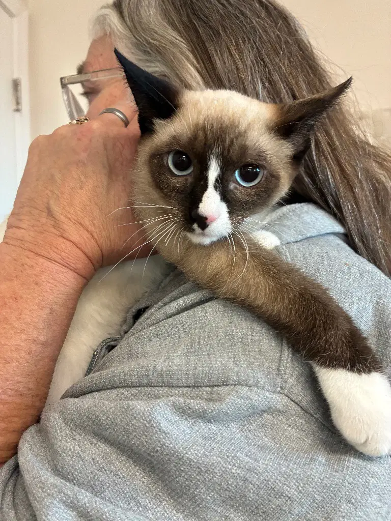 Kitten - Yuki - Siamese