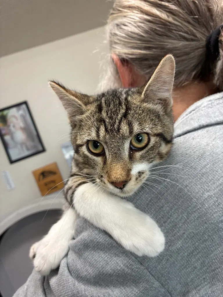 Kitten - Zach - Domestic Short Hair