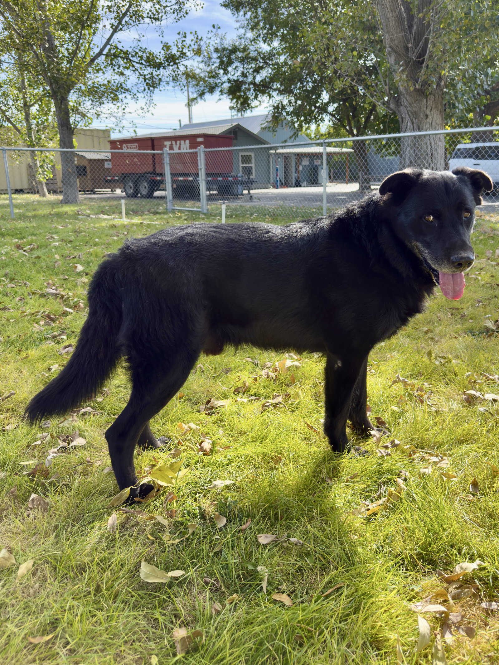 Champ - In Foster, photo 2