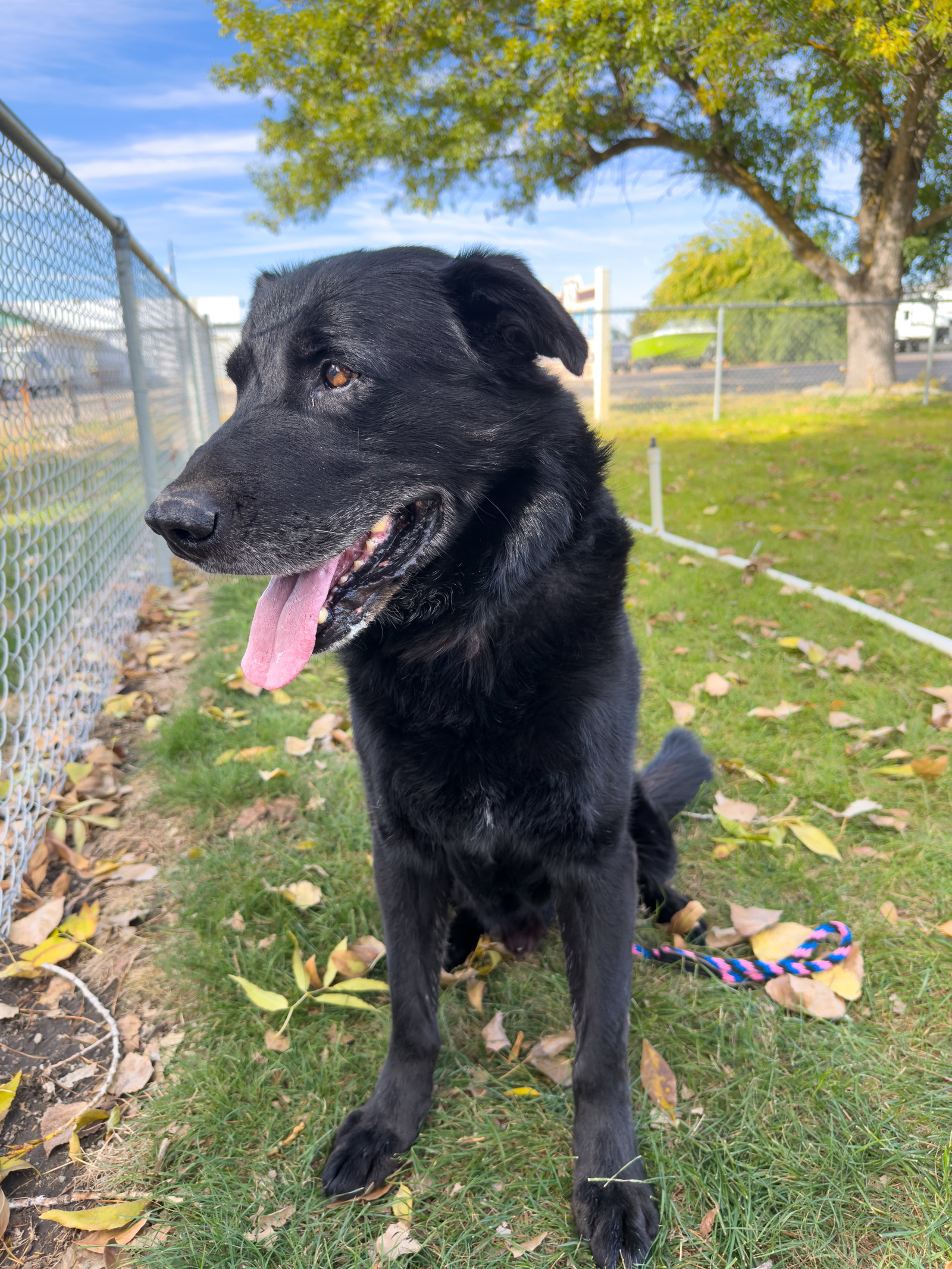 Champ - In Foster, photo 3