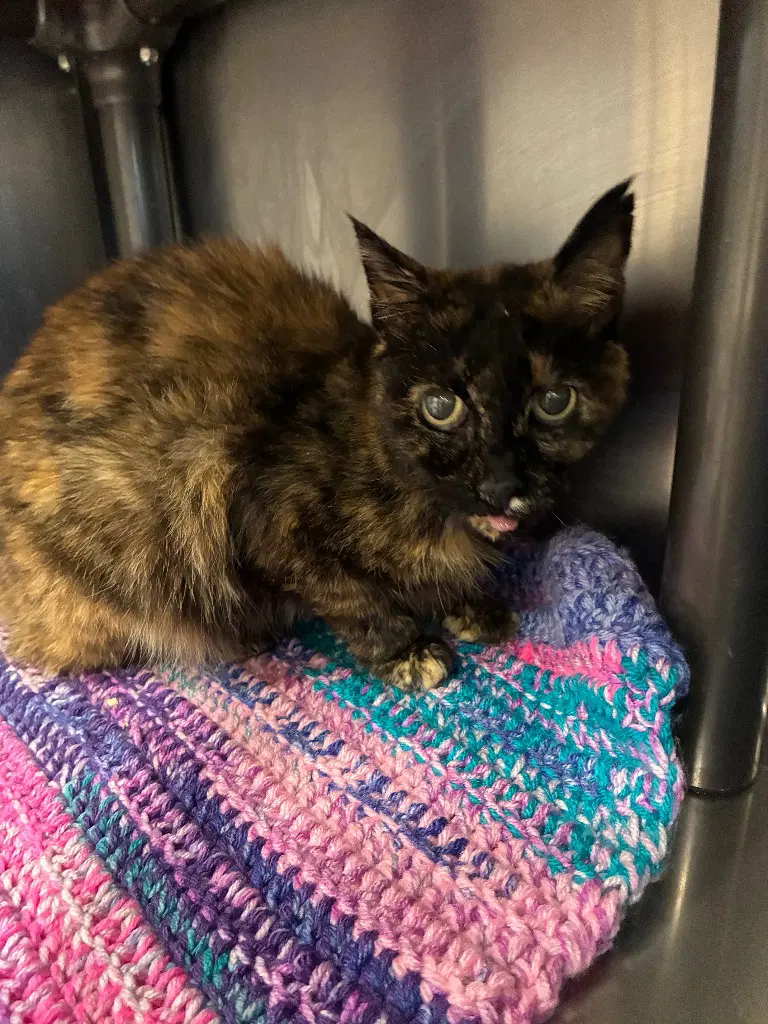 Bobbin - Domestic Short Hair