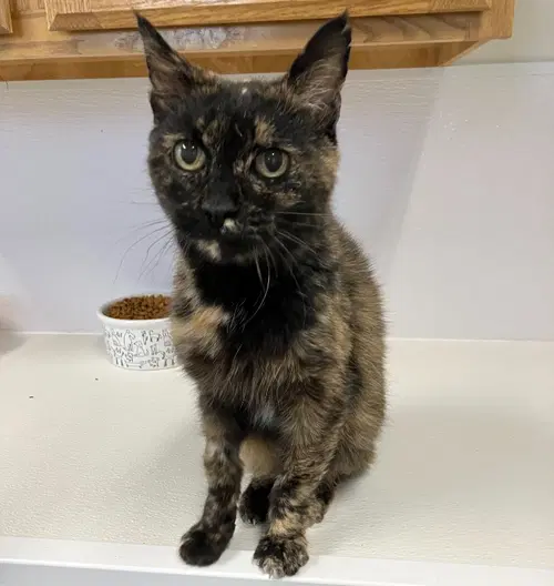Bobbin - Domestic Short Hair