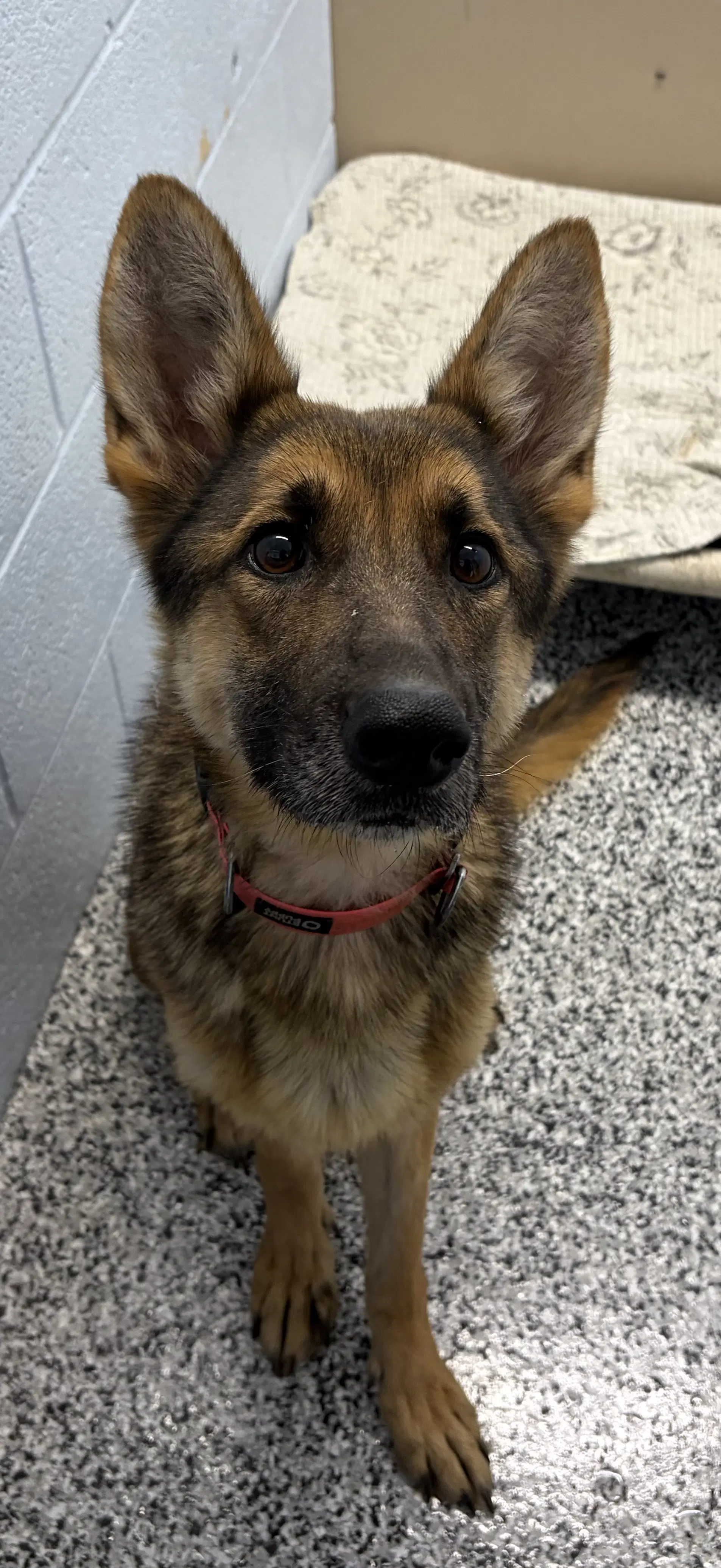 Kya - German Shepherd Dog