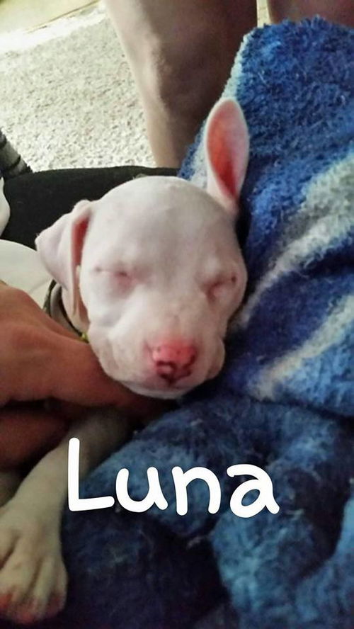 luna