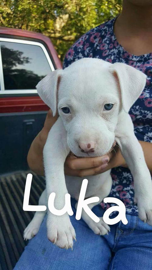 Luka