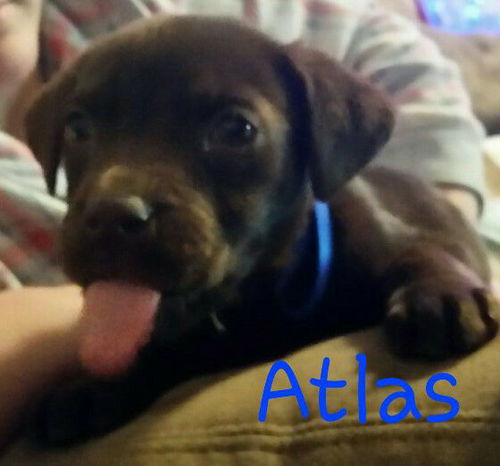 Atlas