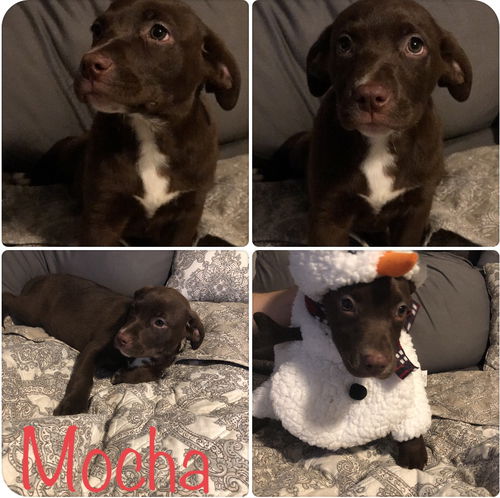 Mocha