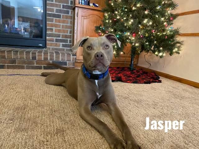 adoptable Dog in Waterloo, IA named Jasper