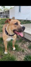 adoptable Dog in , IA named Whiskey