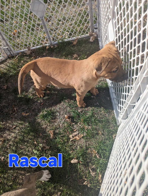 Rascal