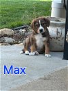 adoptable Dog in waterloo, IA named Max