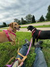 adoptable Dog in , IA named Fiona and Frankie