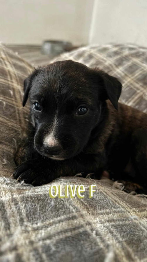 Olive