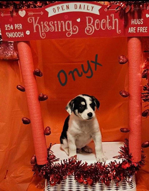 Onyx