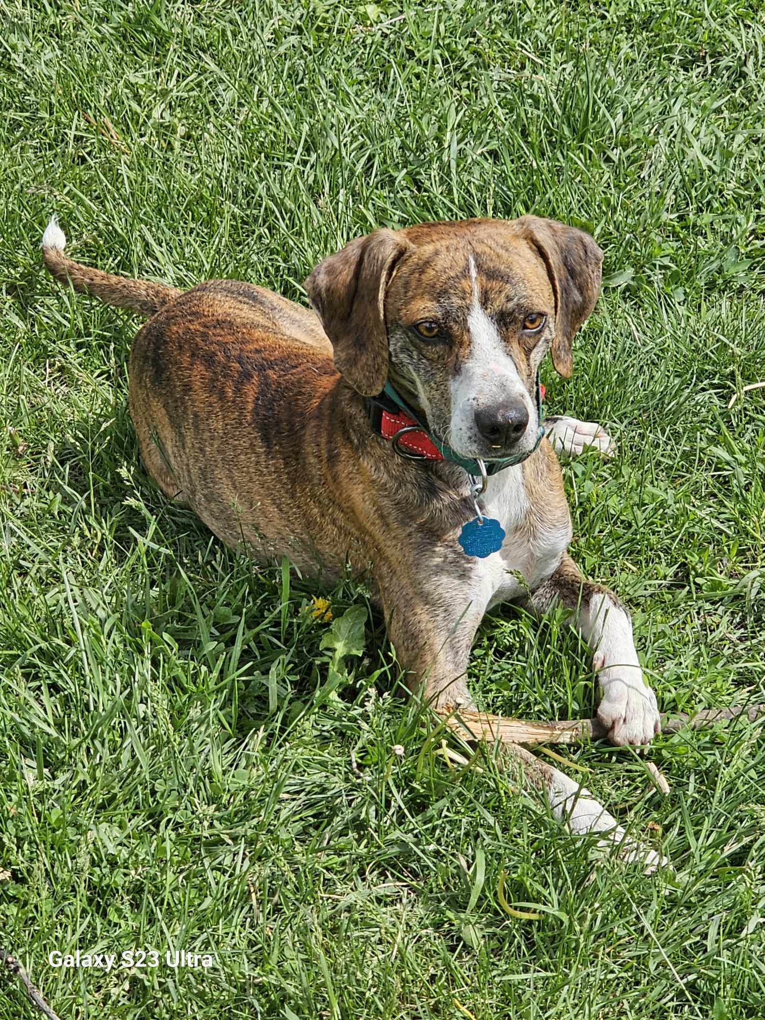 Monty - Plott Hound