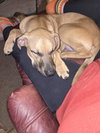 Maximus - Photo 2