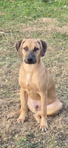 Maximus - Photo 3