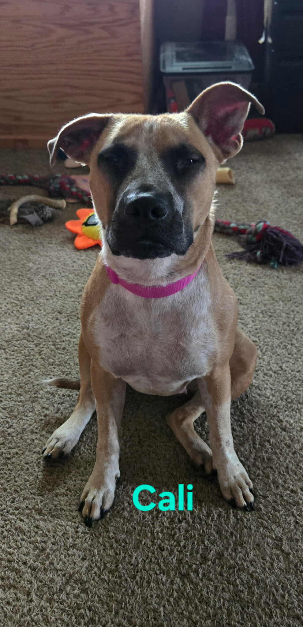 Cali - Terrier