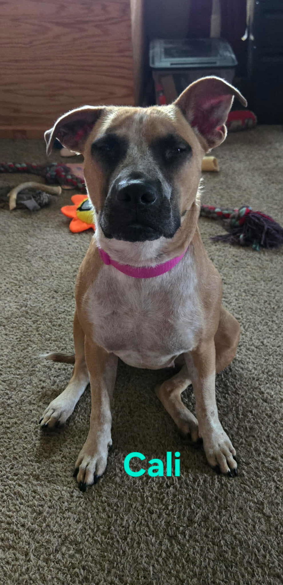 Cali