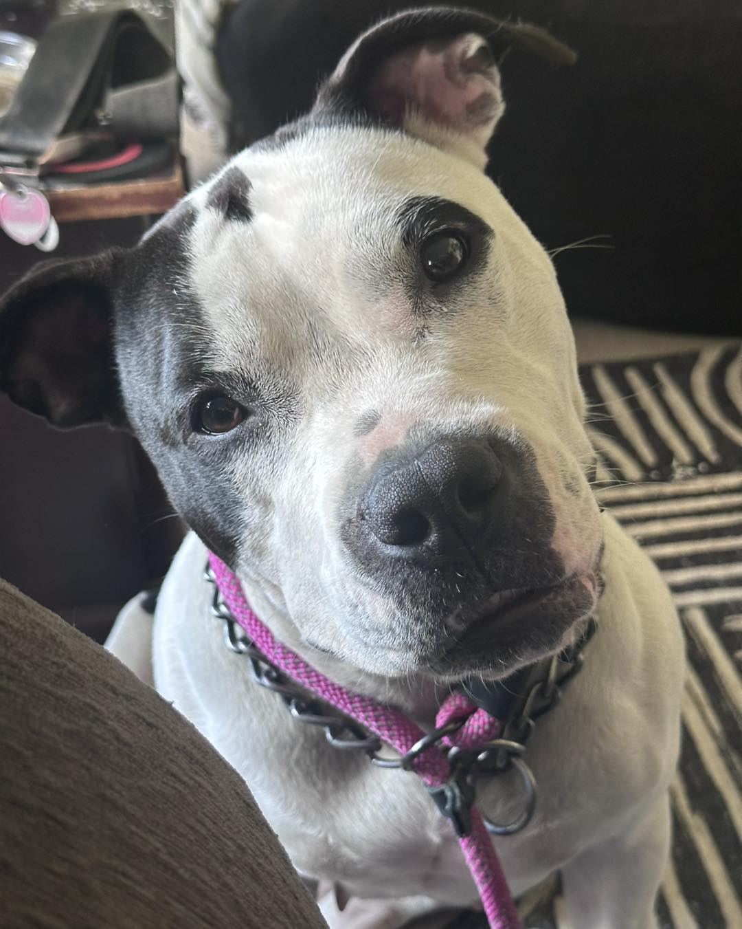 Lola Image