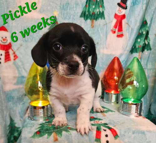 Pickles
