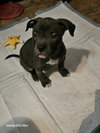 Ralphie