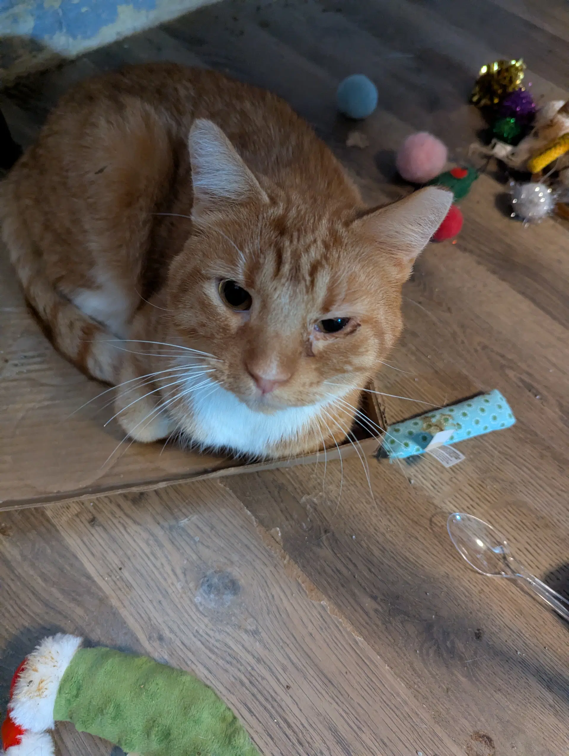 Clayton - Domestic Short Hair