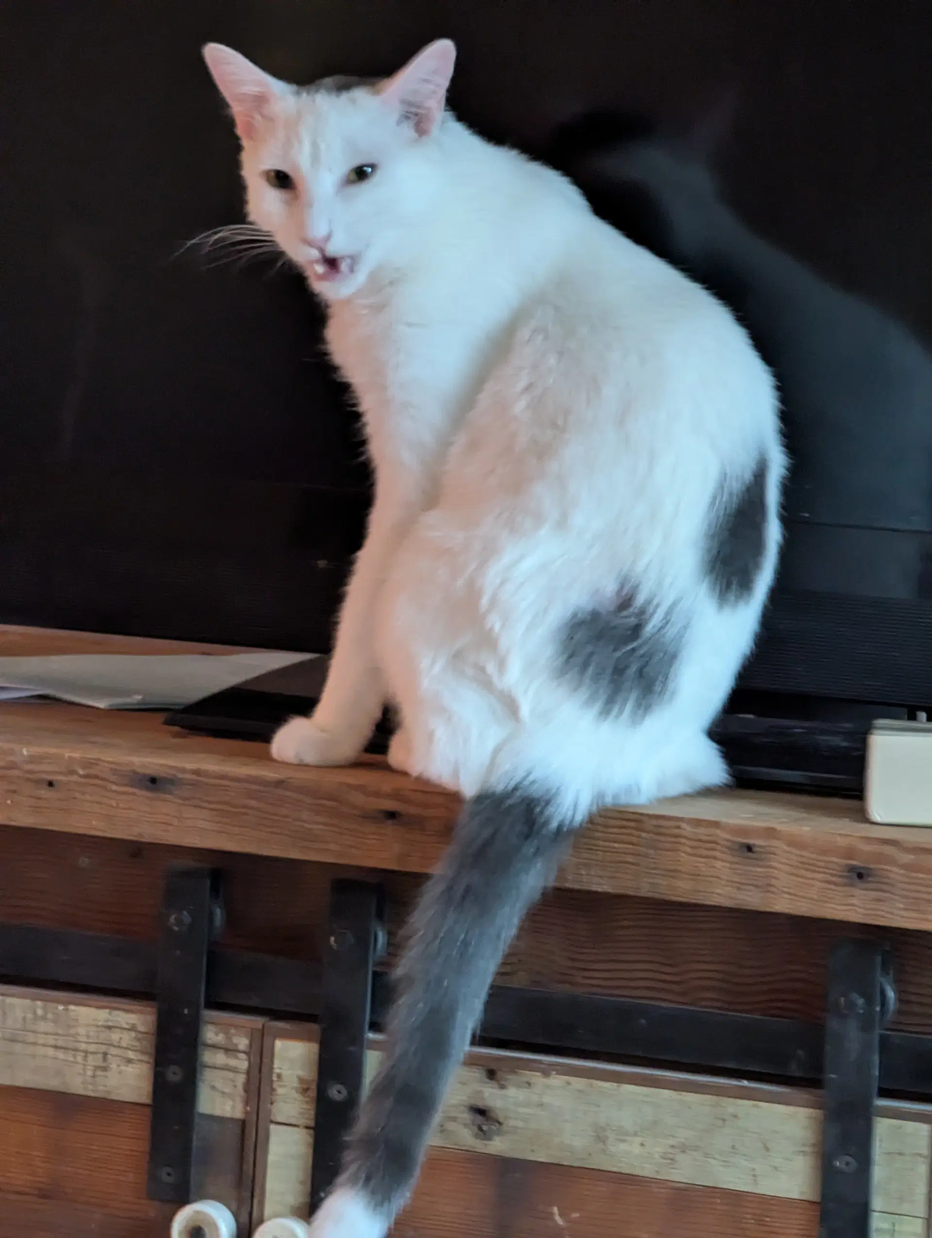 Walter - Domestic Short Hair