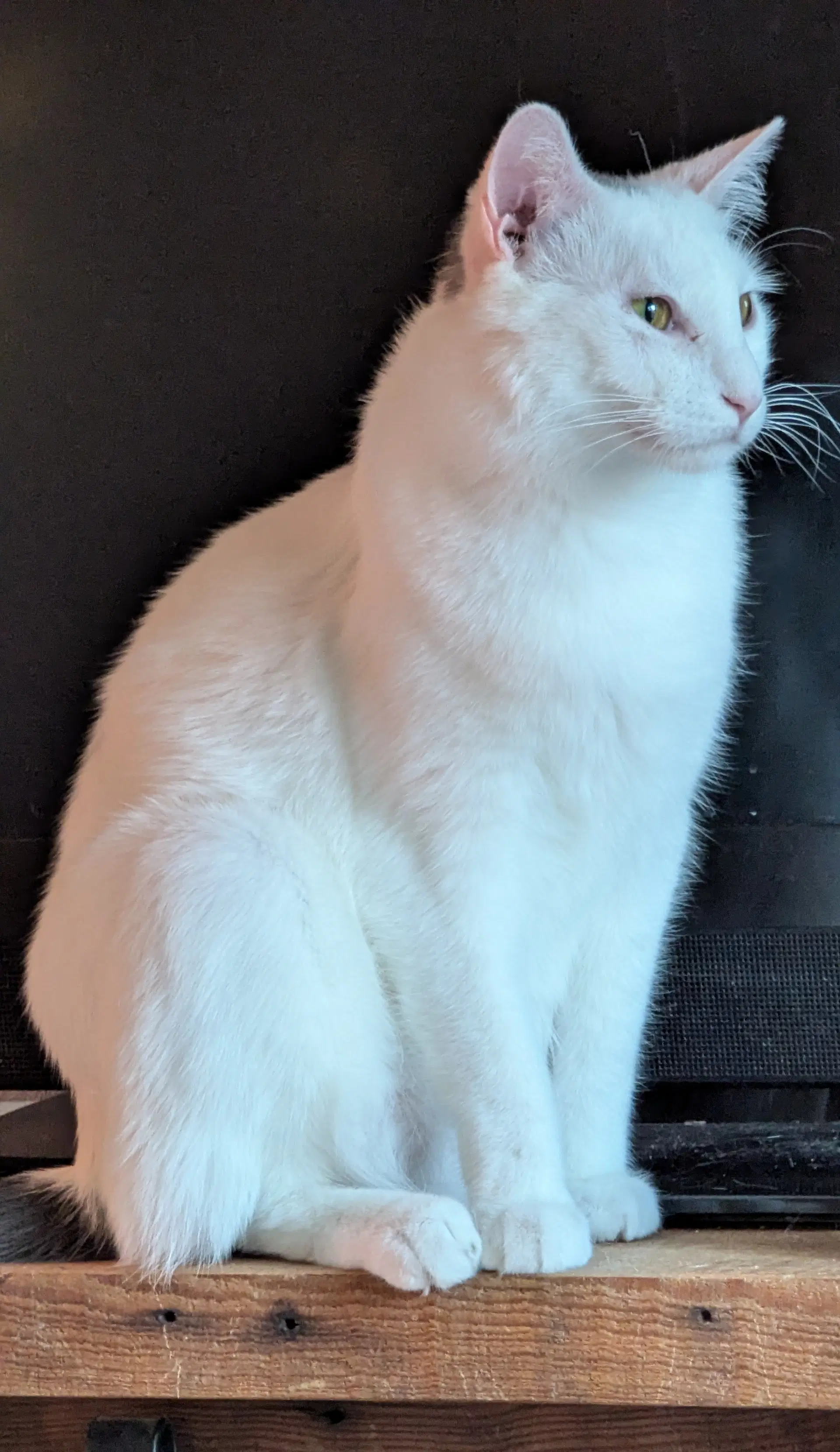 Walter image 2