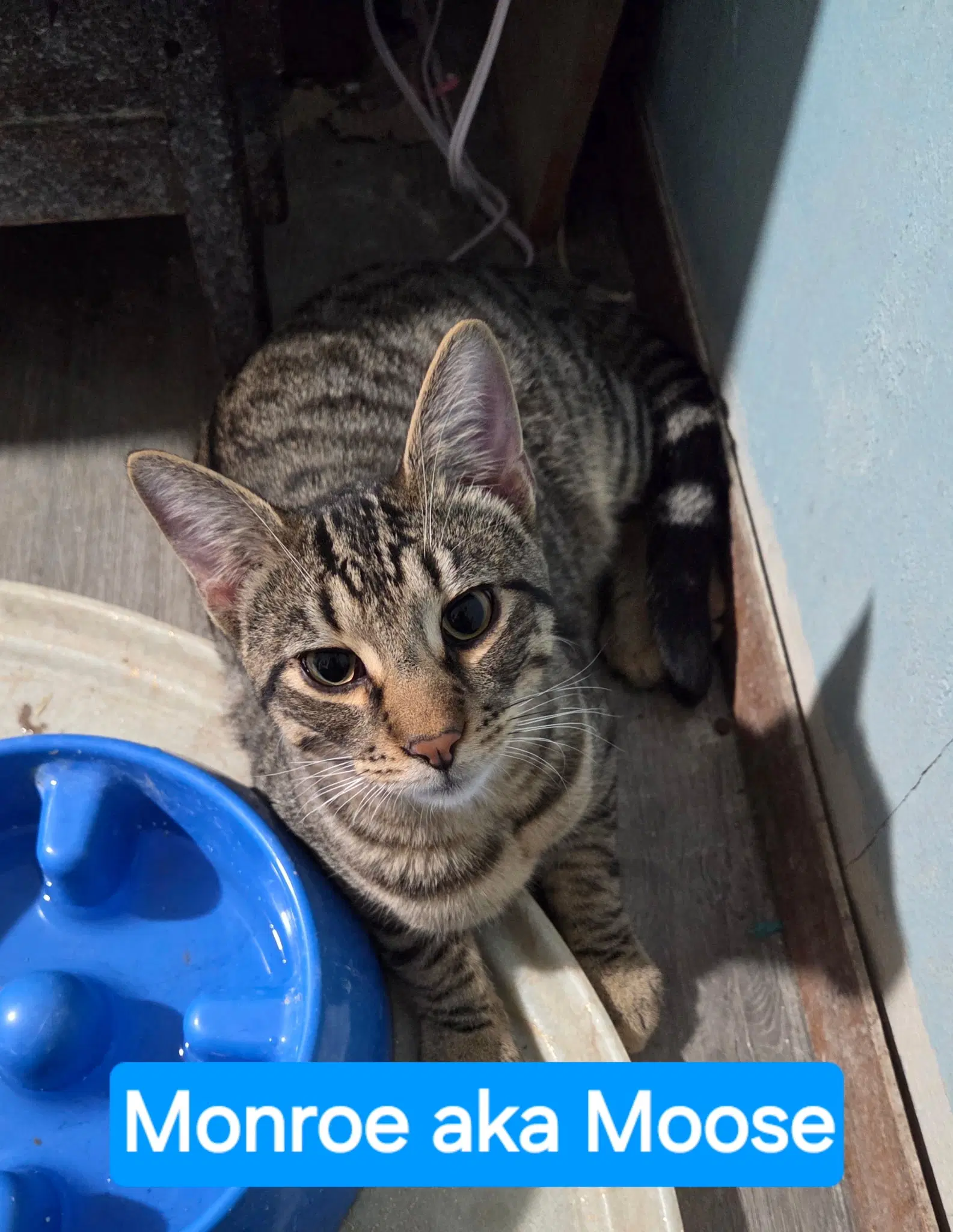 Monroe - Domestic Short Hair