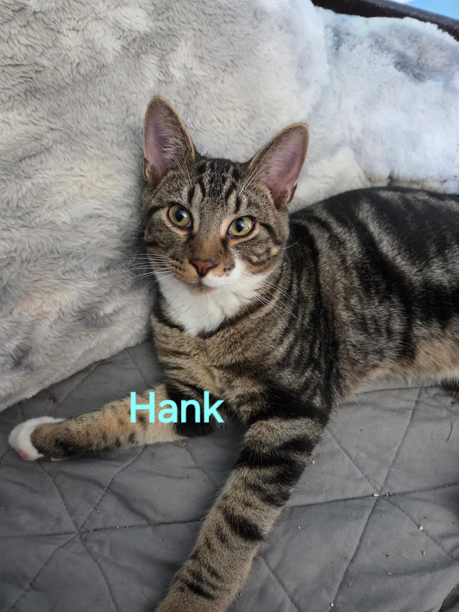 Hank - Domestic Short Hair